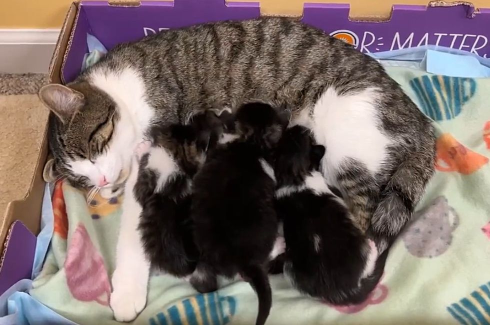cat nursing kittens cute