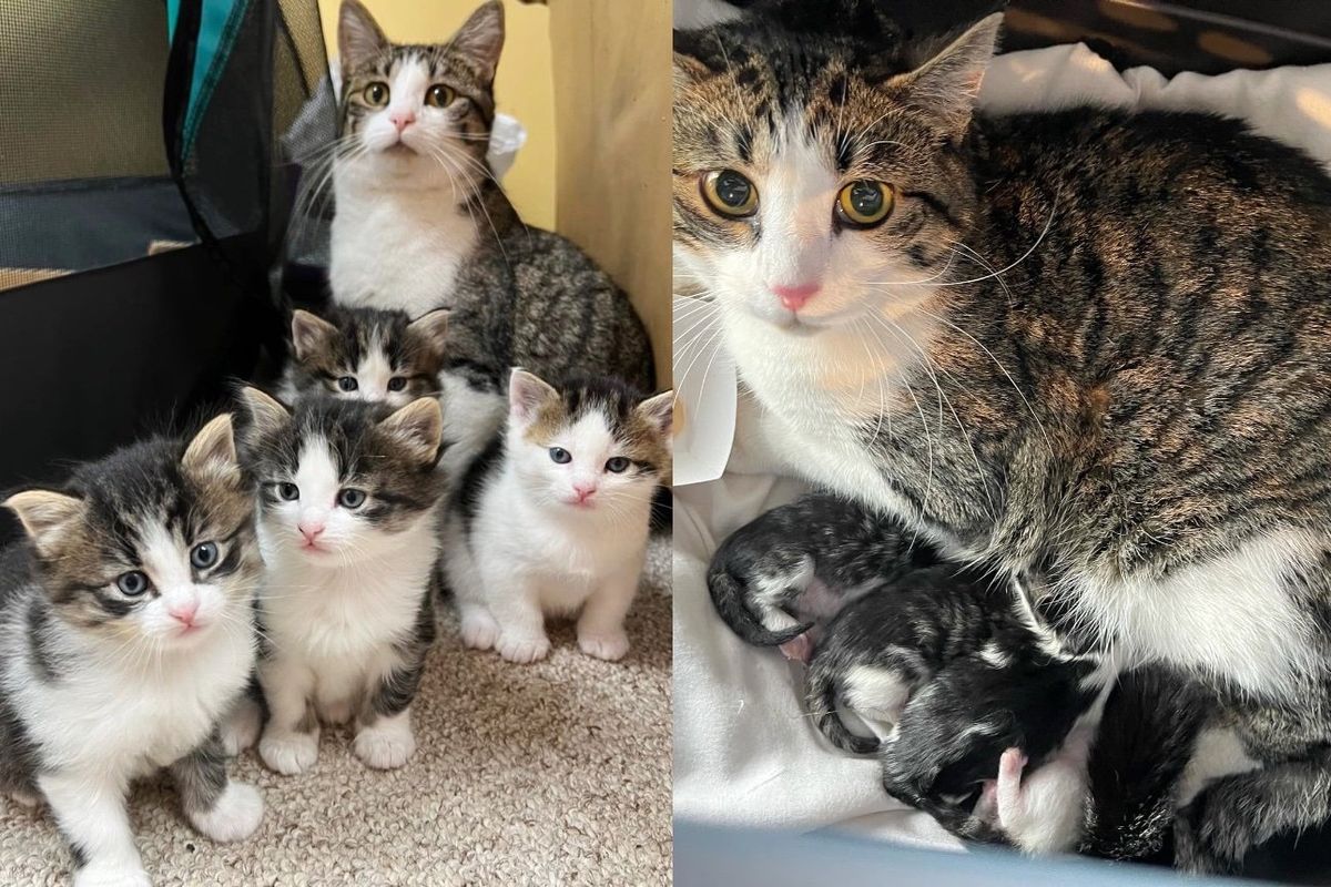 Stray Cat Entered House One Night, Decided to Have Kittens There After a Year of Getting Help from Resident