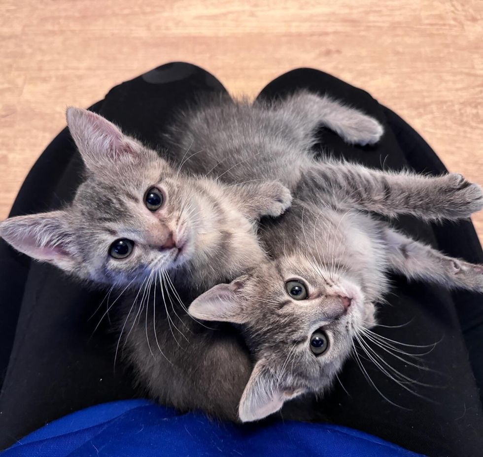 Bonded Kittens Jump on Any Empty Lap They Can Find Once Indoors After ...