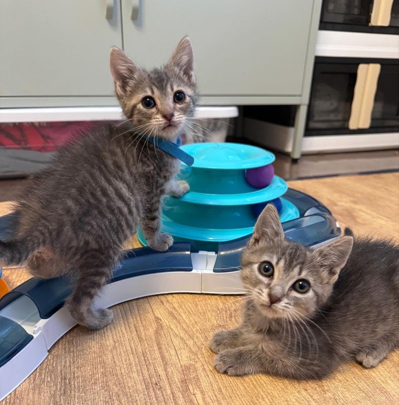 playful tabby gray kittens