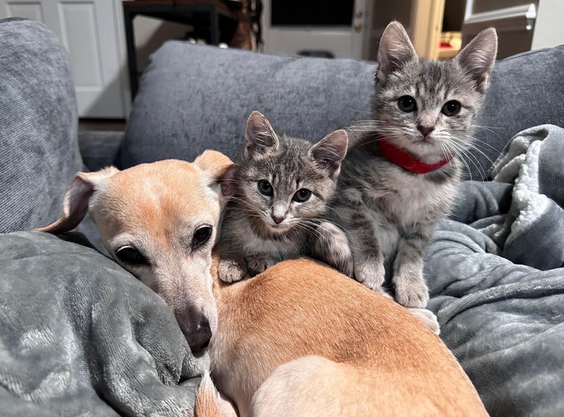 kittens snuggly dog