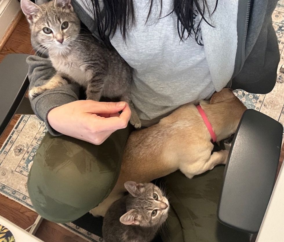 kittens lap cats dog