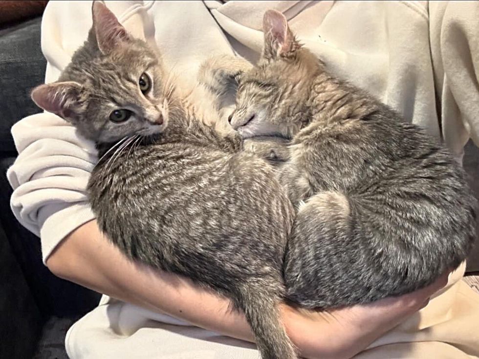 snuggly kittens hugs