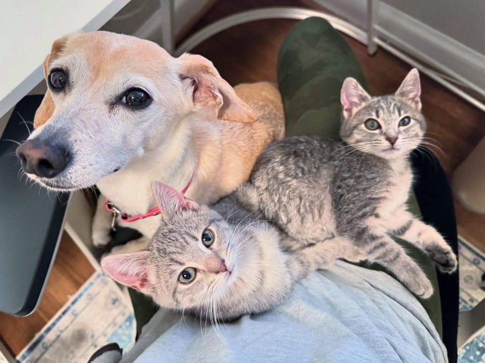kittens lap cat dog