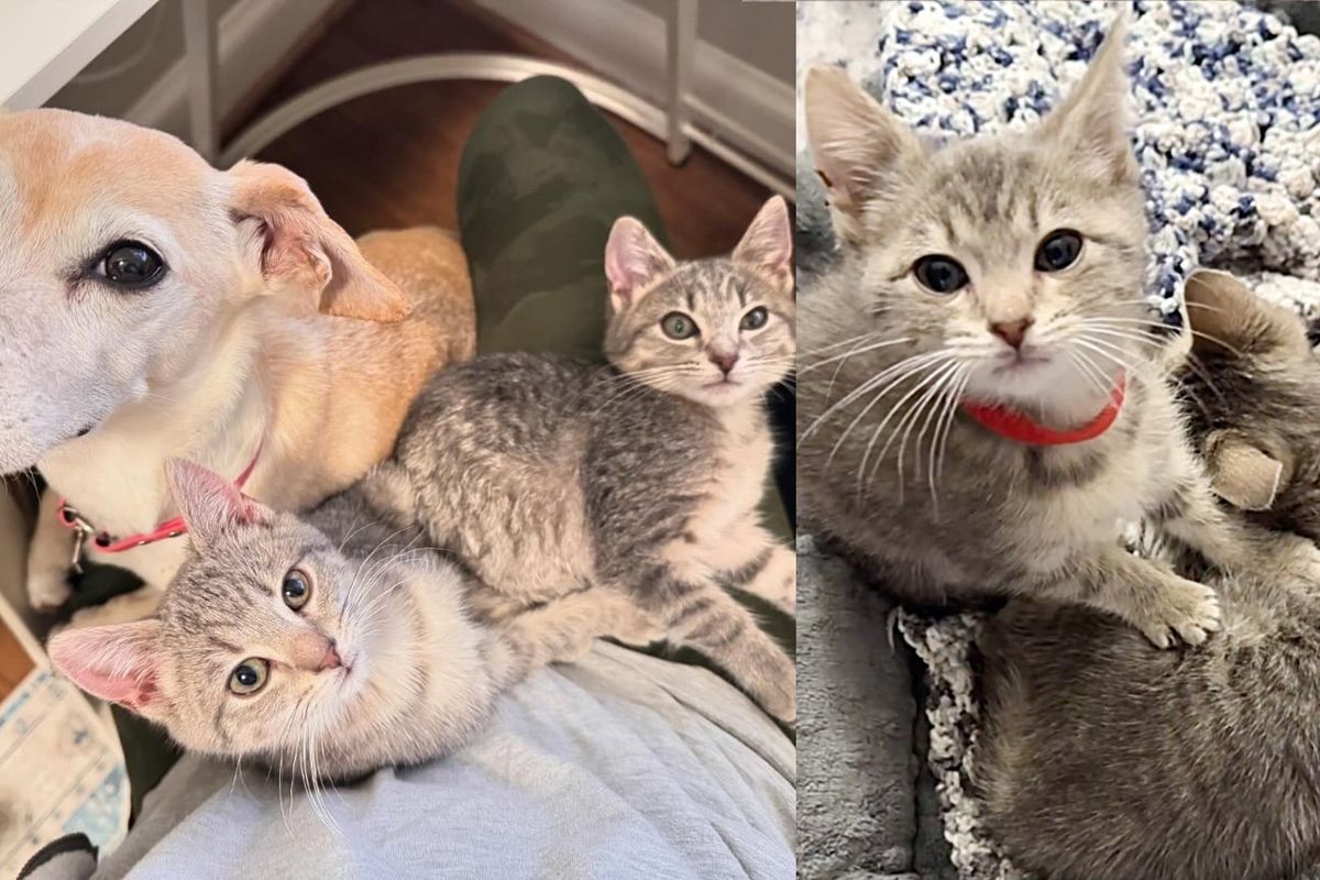 Bonded Kittens Jump on Any Empty Lap They Can Find Once Indoors After Being Found in a Box Outside