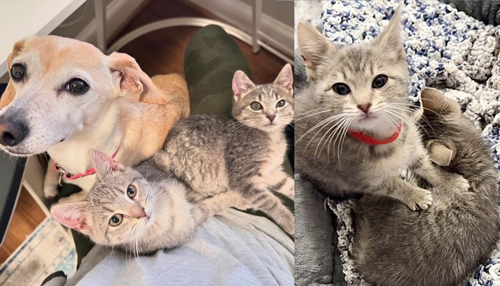 Bonded Kittens Jump on Any Empty Lap They Can Find Once Indoors After Being Found in a Box Outside