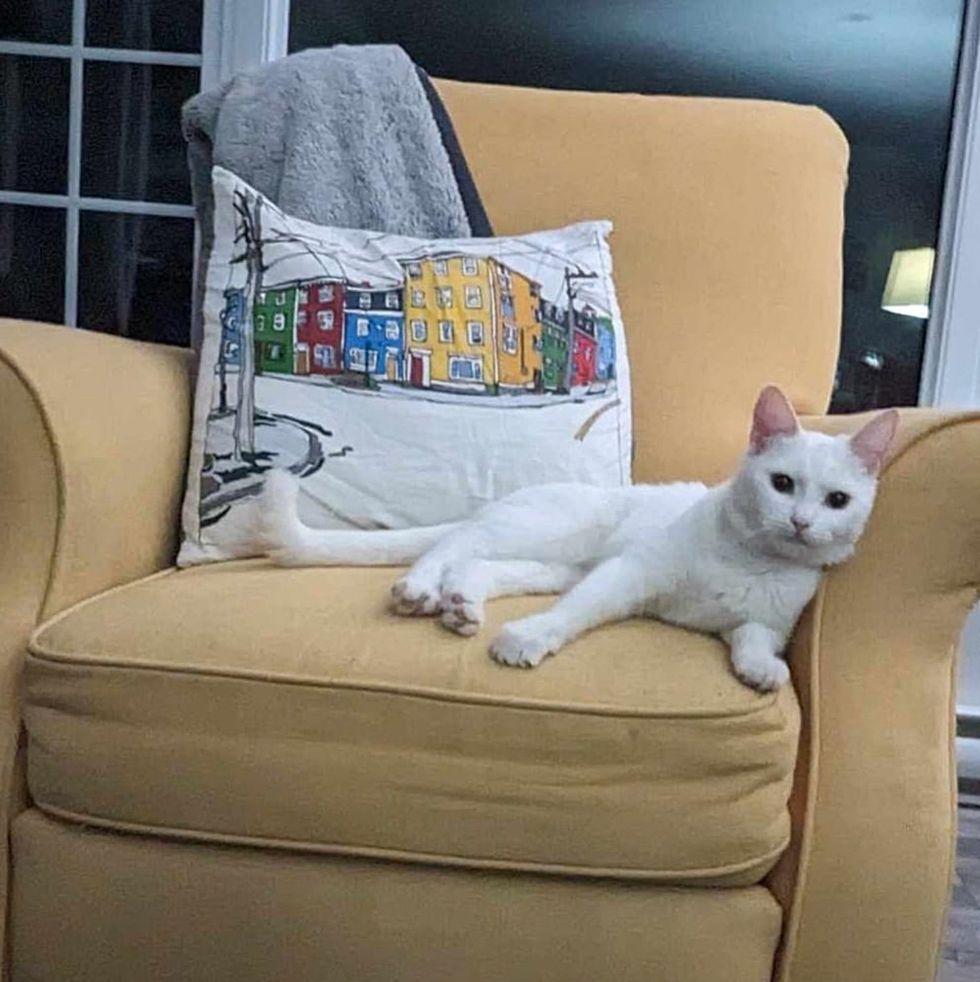 snow achromatic  feline  couch