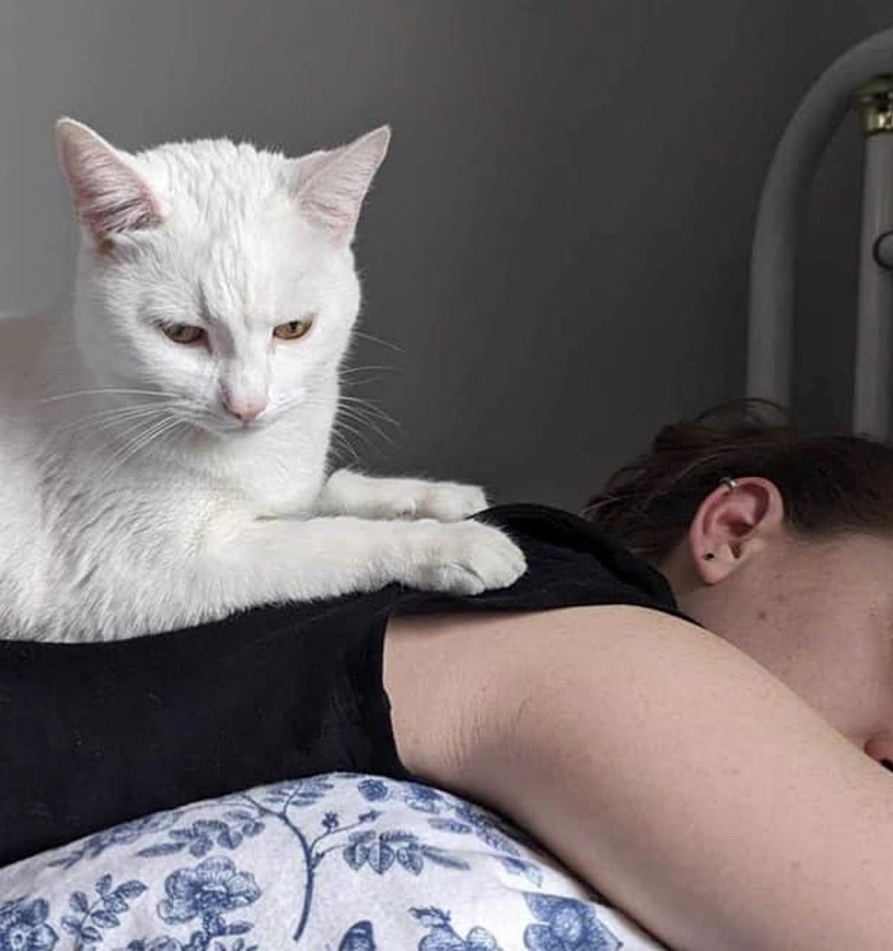 cat massages backmost  cute