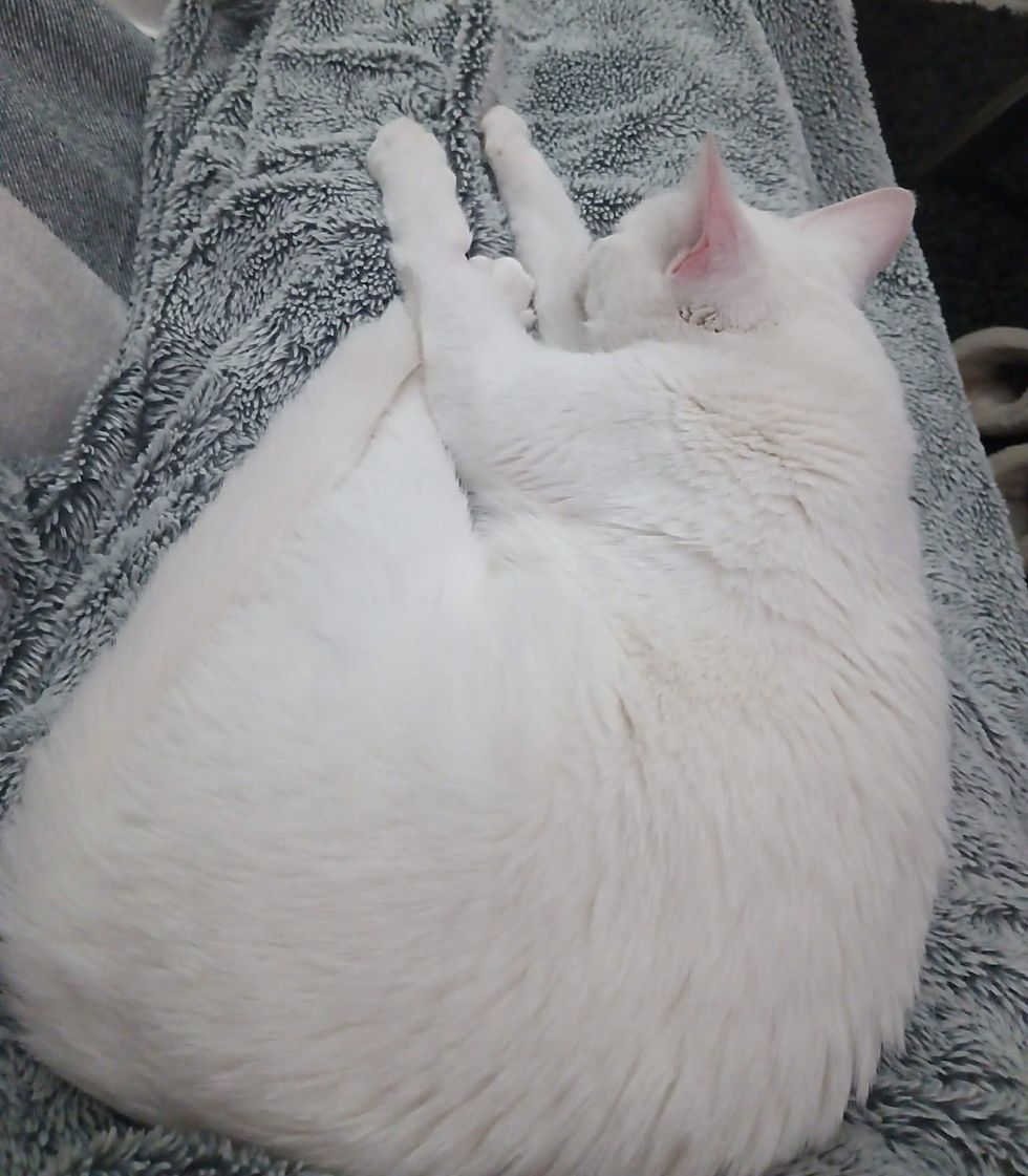 sleeping lap cat