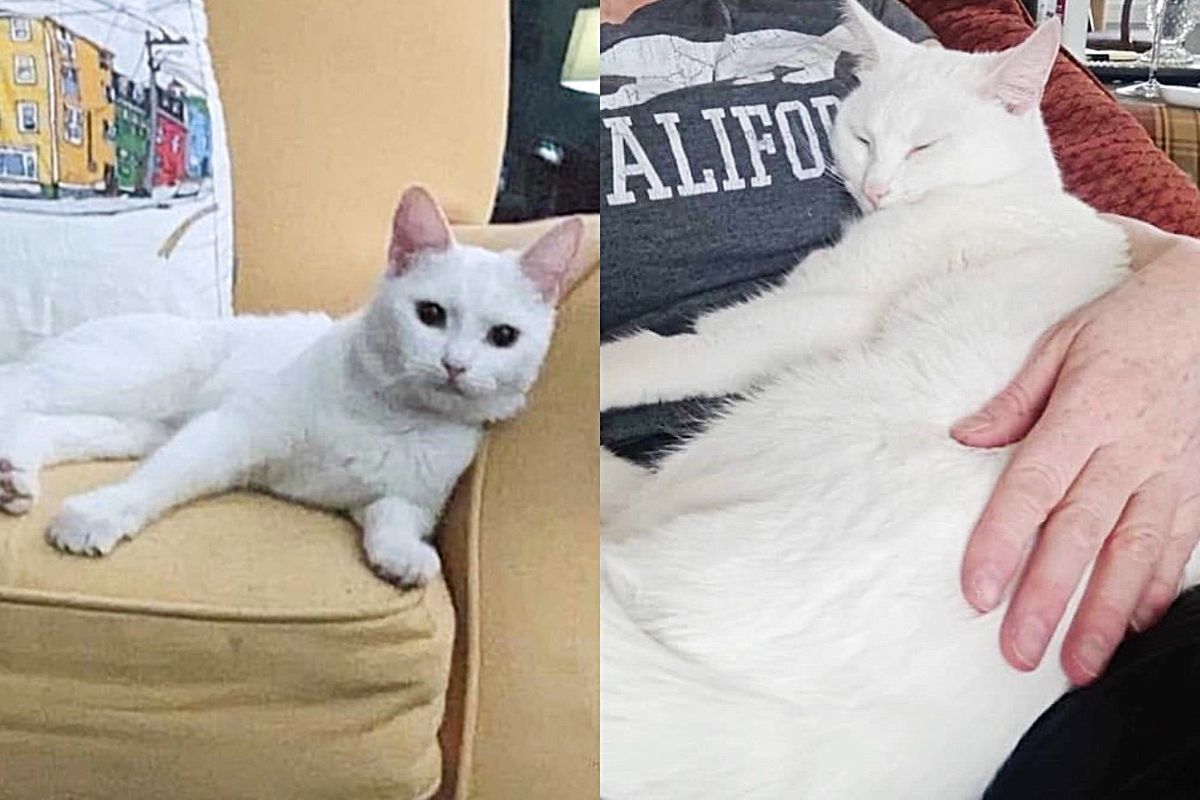 Family Opens Home to a Cat Who Has a Hard Time at Animal Shelter and Watches Her Shine Before Their Eyes