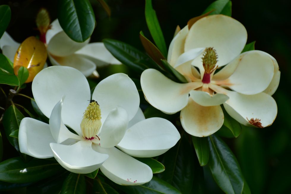 Magnolia-flower-close-up