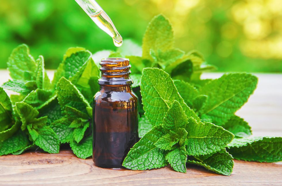 Peppermint-oil-in-a-bottle-with-peppermint-plants-in-the-background