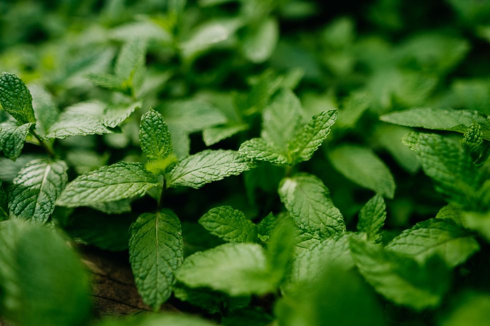 Spearmint-in-nature