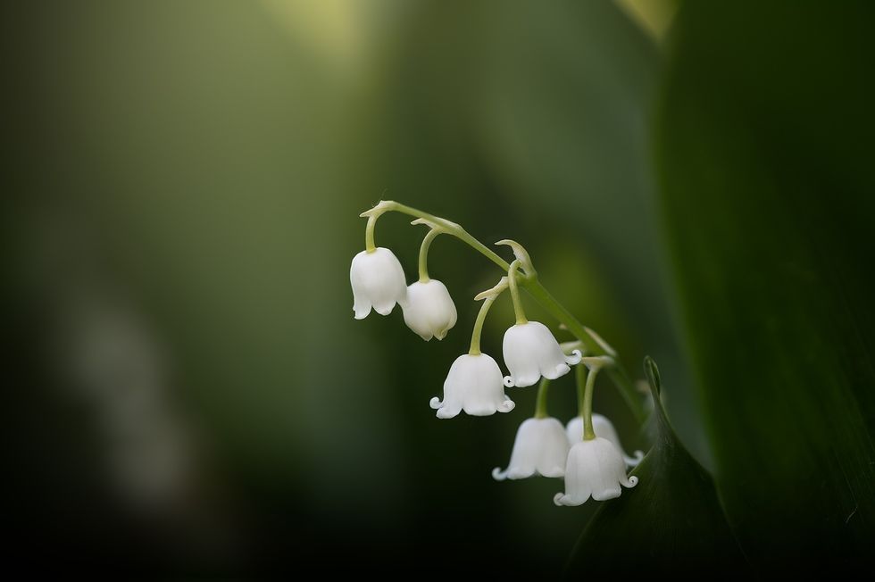 Lily-of-the-Valley-plant