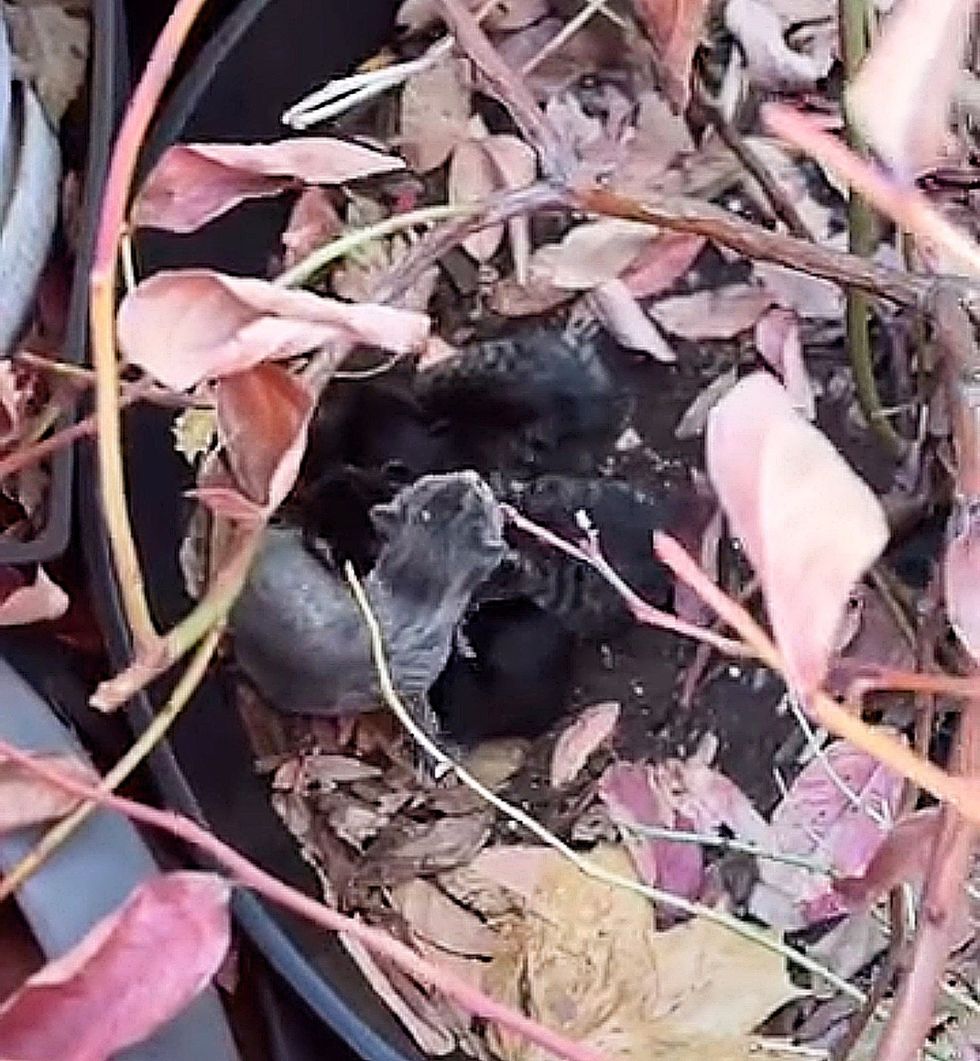 kittens in flower pot