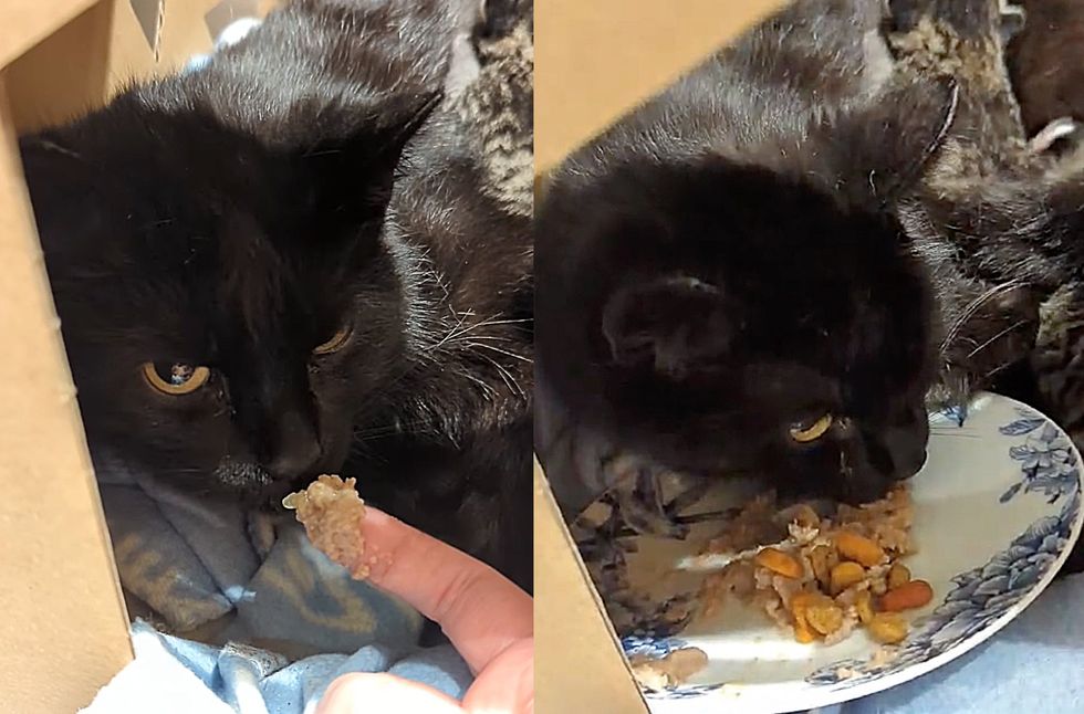 cat rescue stray eating