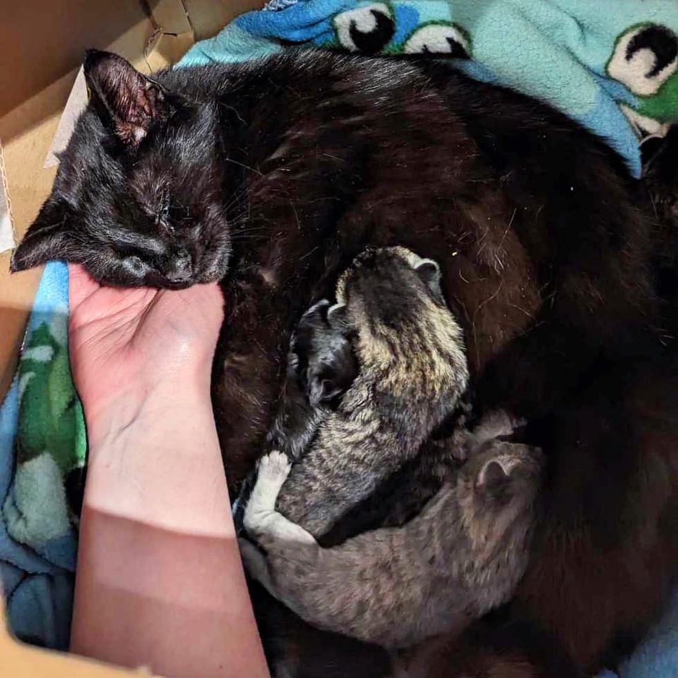 cat nursing kittens snuggles