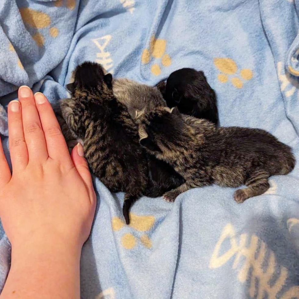 newborn tabby kittens tiny