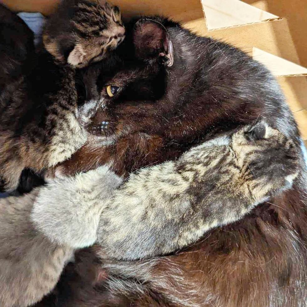 cat mom snuggly kittens