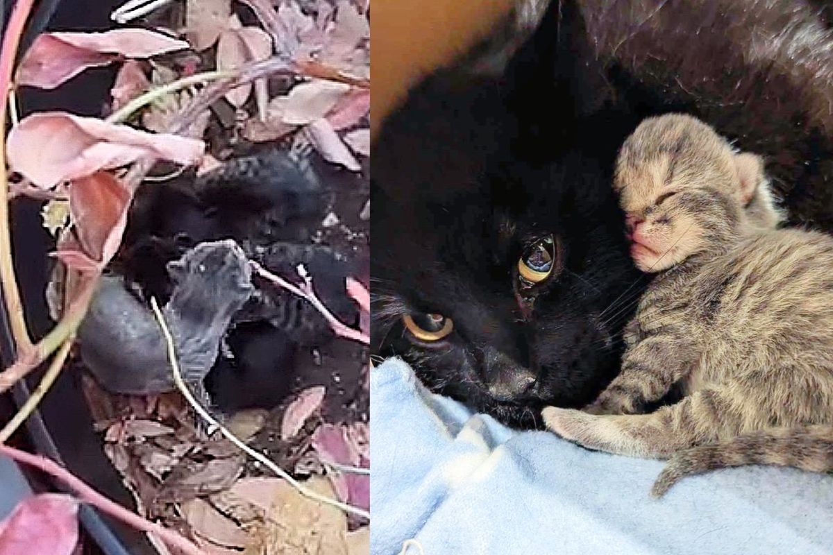 Community Members Find Kittens in Flower Pot and Won't Stop Looking Until They Find the Mother Cat