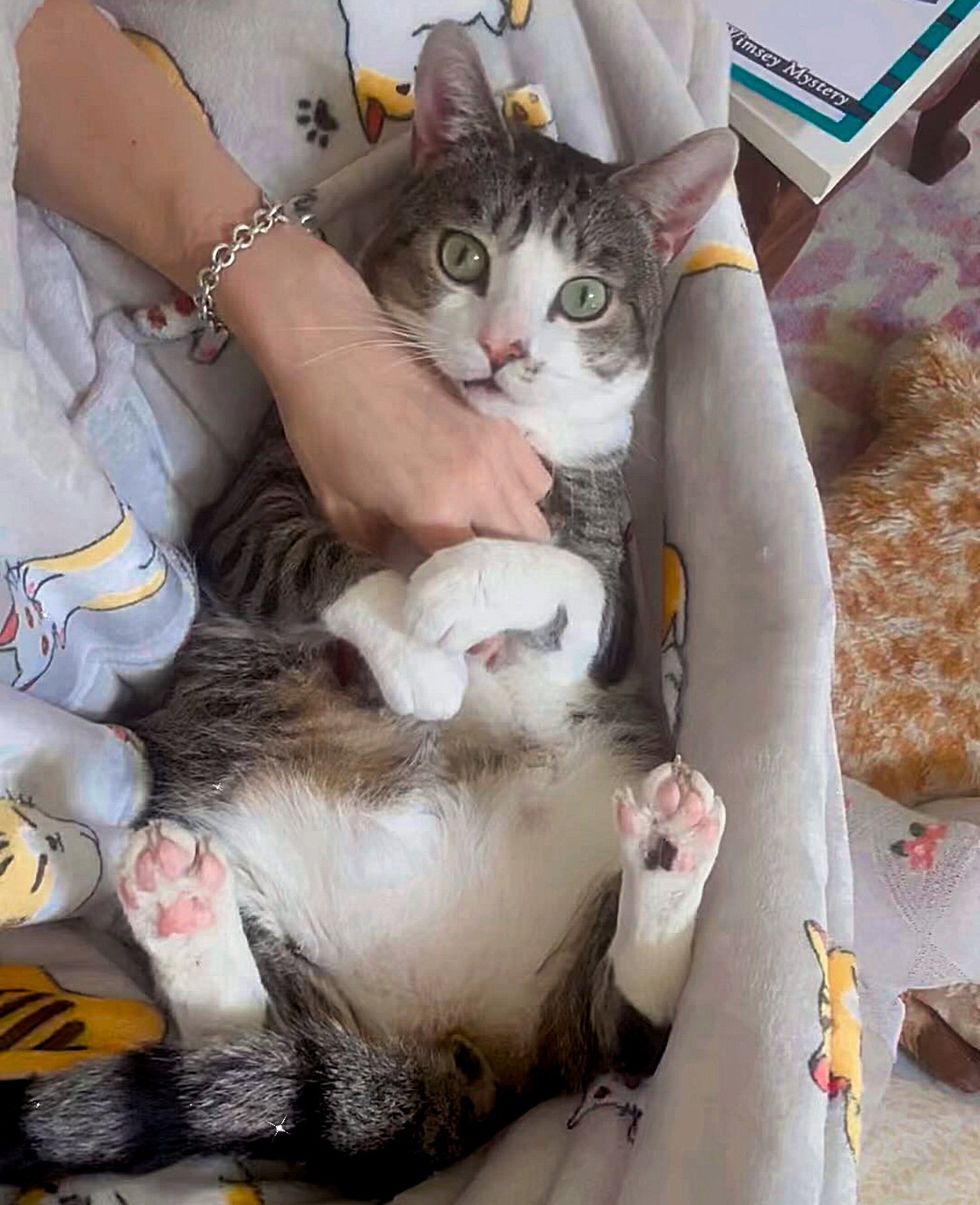 cat belly rubs