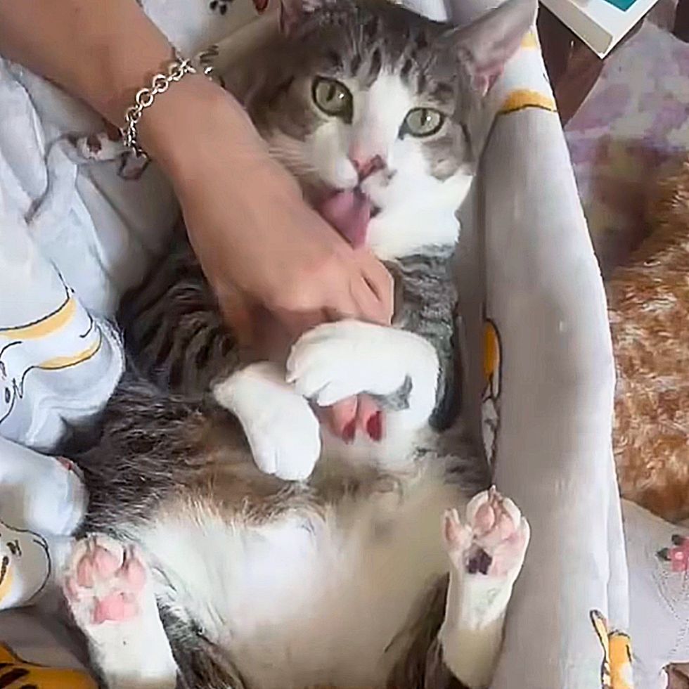 sweet cat belly