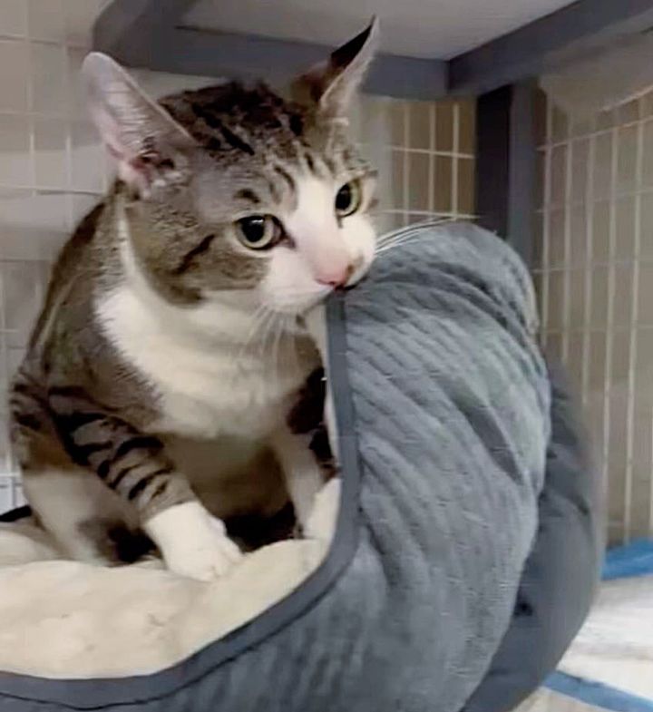 cat kneading on bed