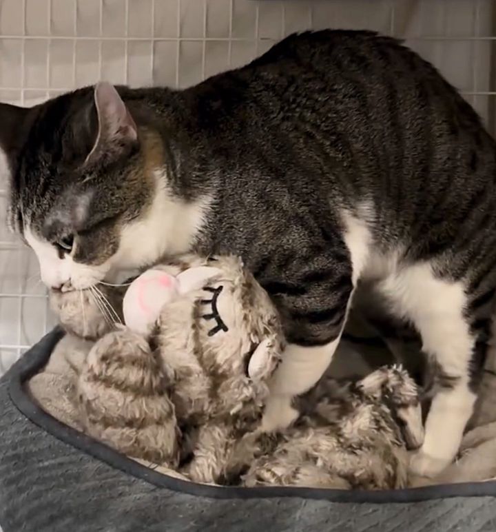 cat kneading plushie