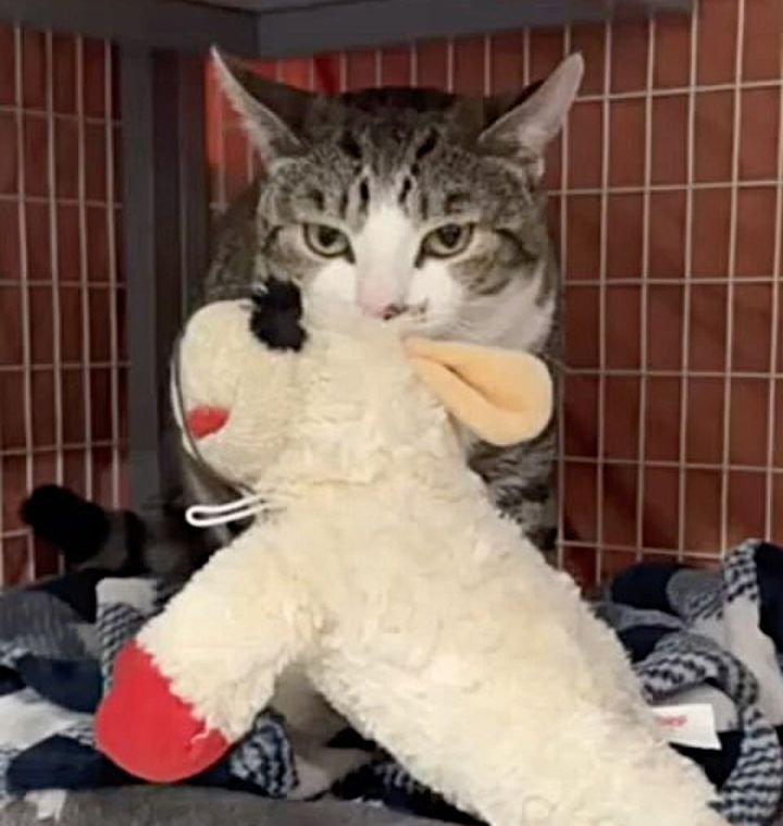 cat kneading lamb plush