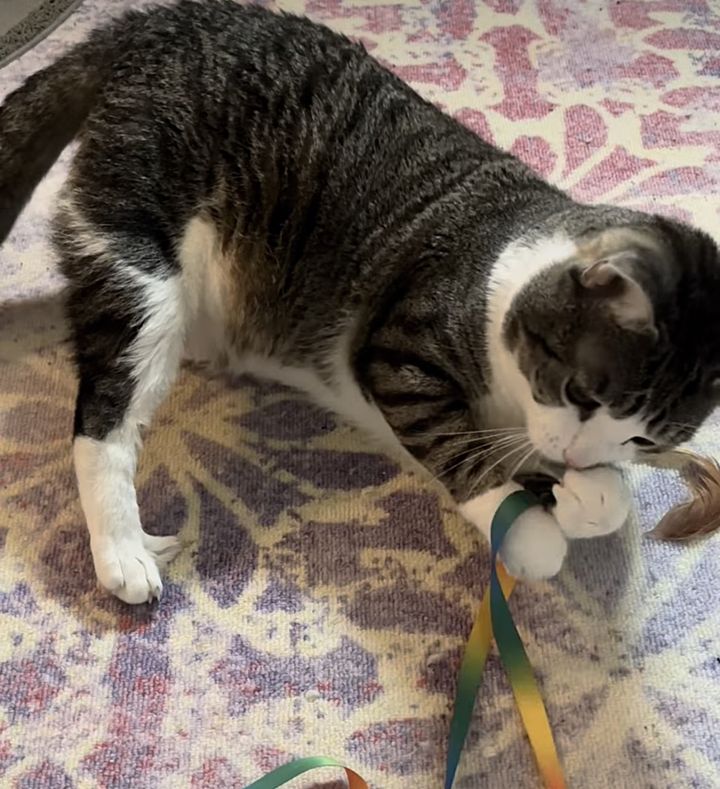 cat playing toys