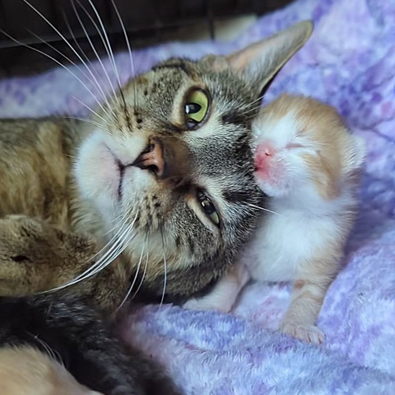 cute cat snuggles kitten