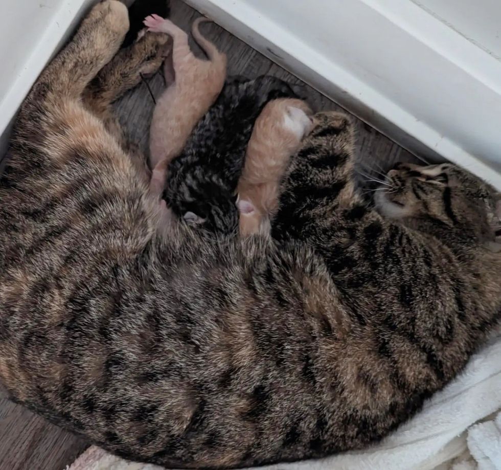 gato amamantando gatitos recién nacidos