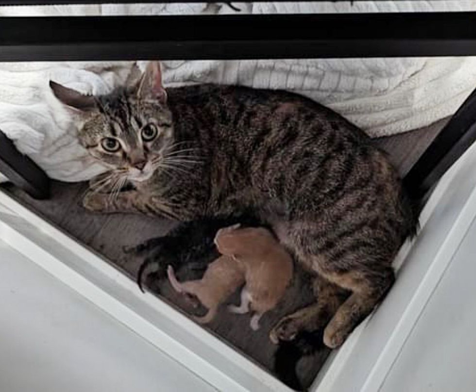 gato amamantando gatitos recién nacidos