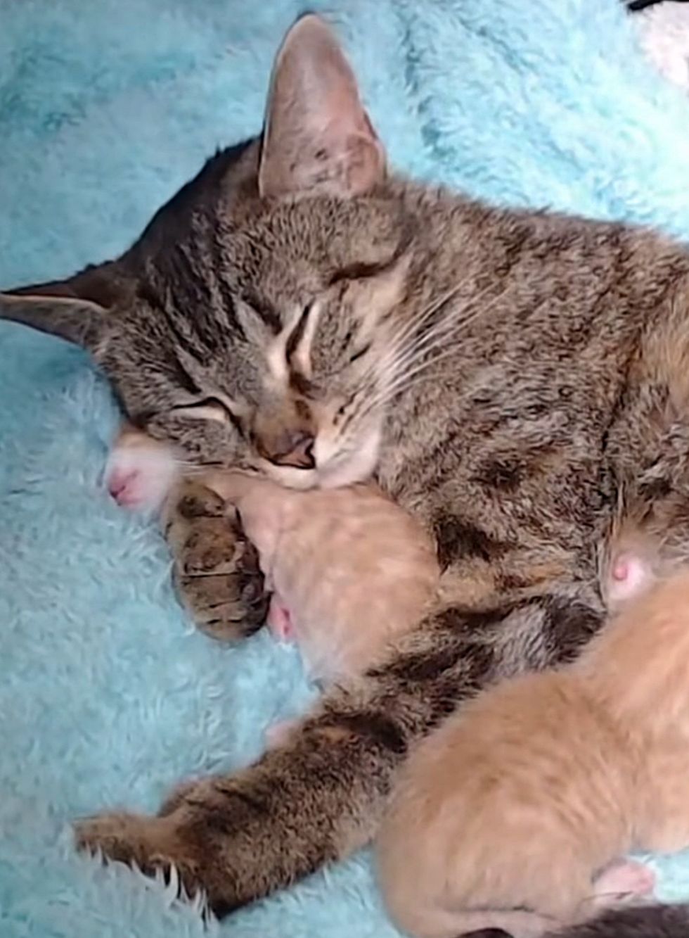 cat snuggling kitten