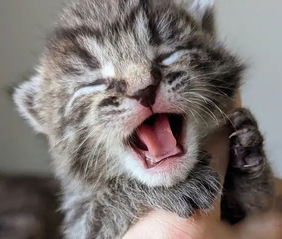 kitten cute hissing
