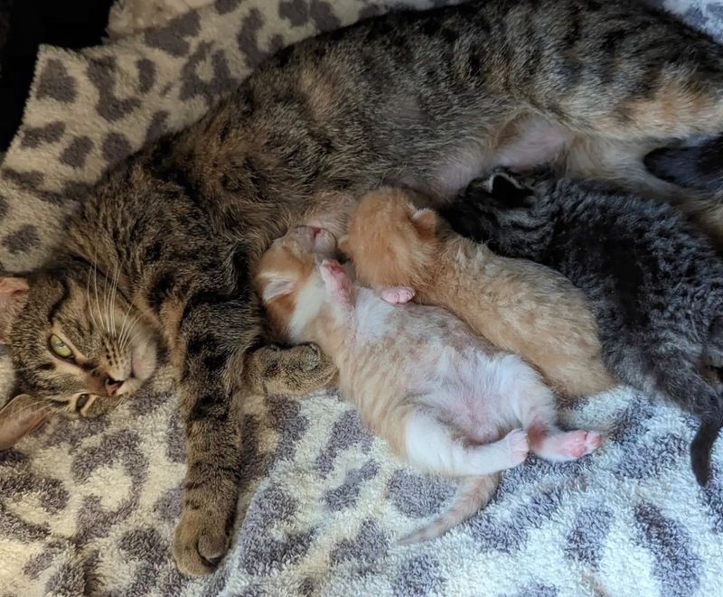 cat mom nursing kittens