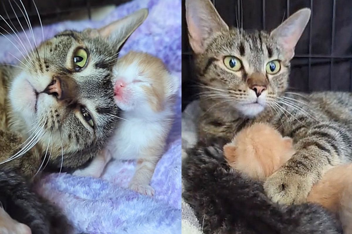 Cat Left at a Walmart Seeks Help from Mechanics Nearby, Shortly After Being Found She Has Kittens
