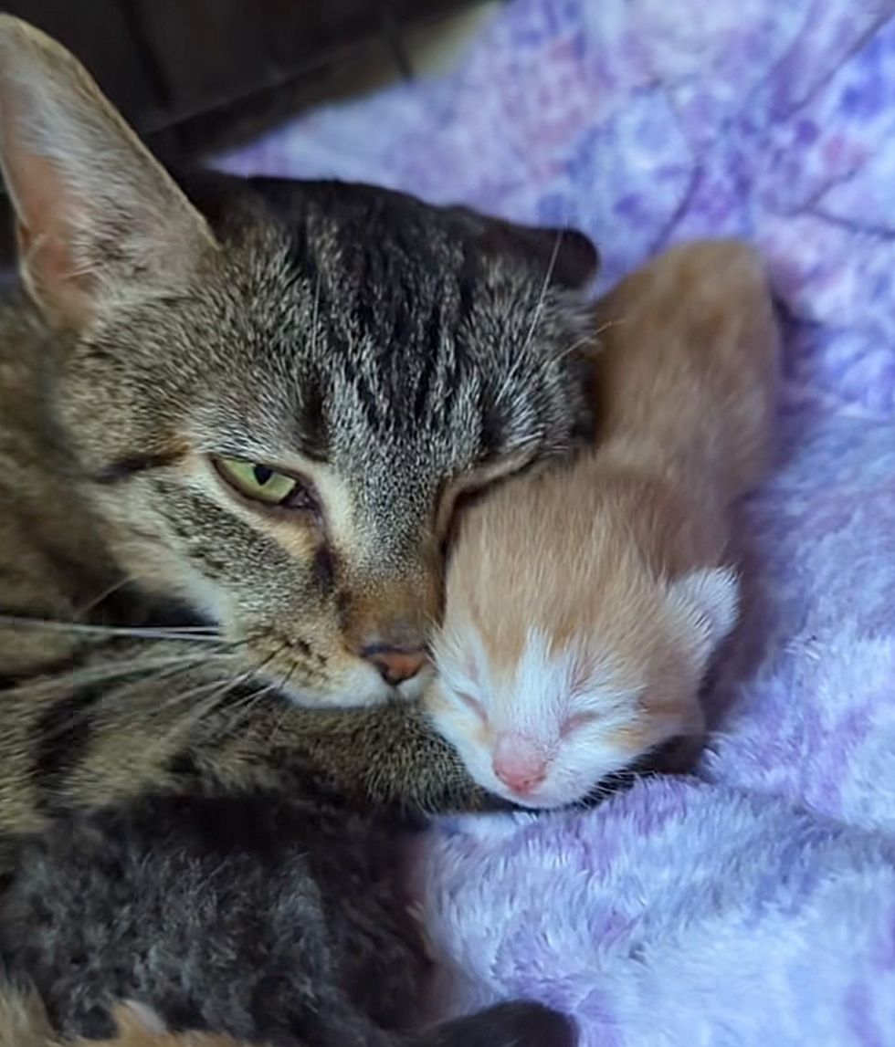 cat mother snuggling kitten