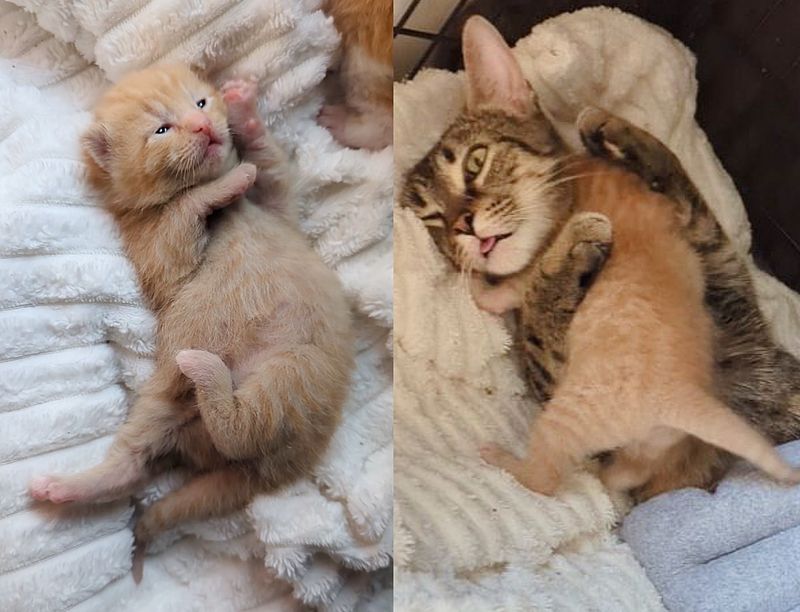 ginger kitten snuggling cat