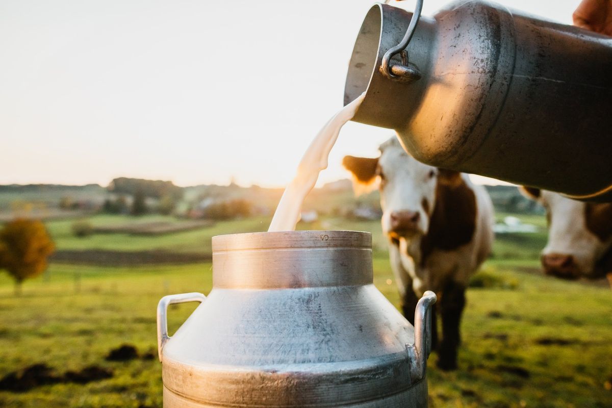 Latte crudo, fresco o pastorizzato? Le risposte per unire sicurezza e qualità