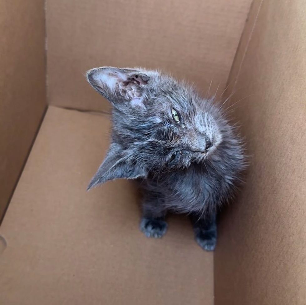 rescued kitten tilt
