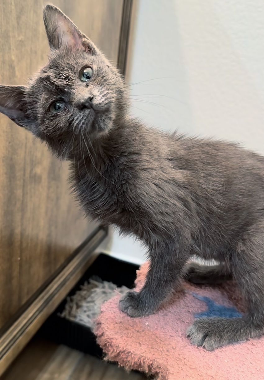 kitten playful tilt