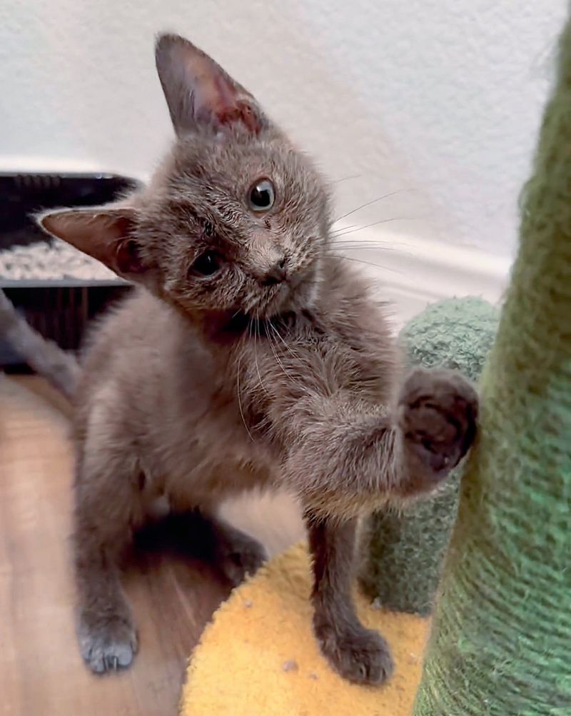 rescued kitten playful