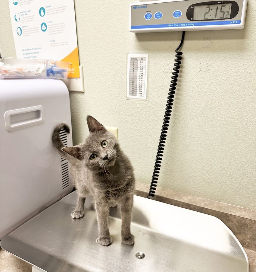 gray kitten head tilt