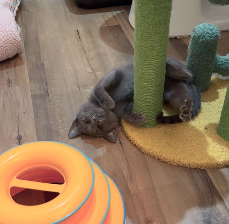 kitten rolling playful