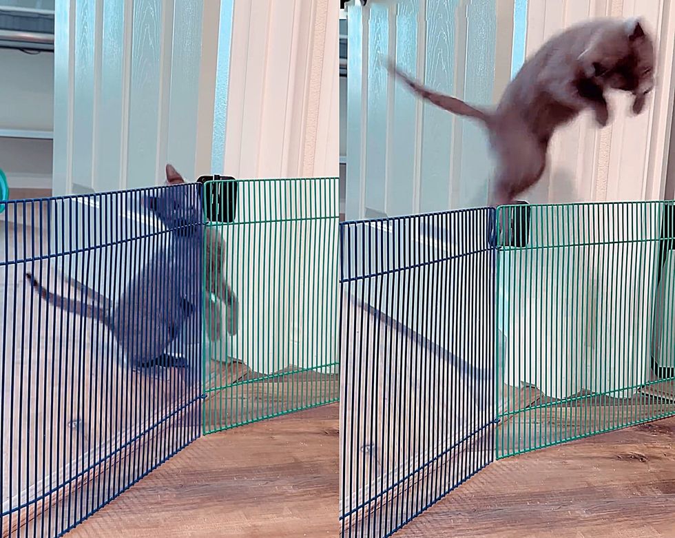 kitten jumping babe  gate