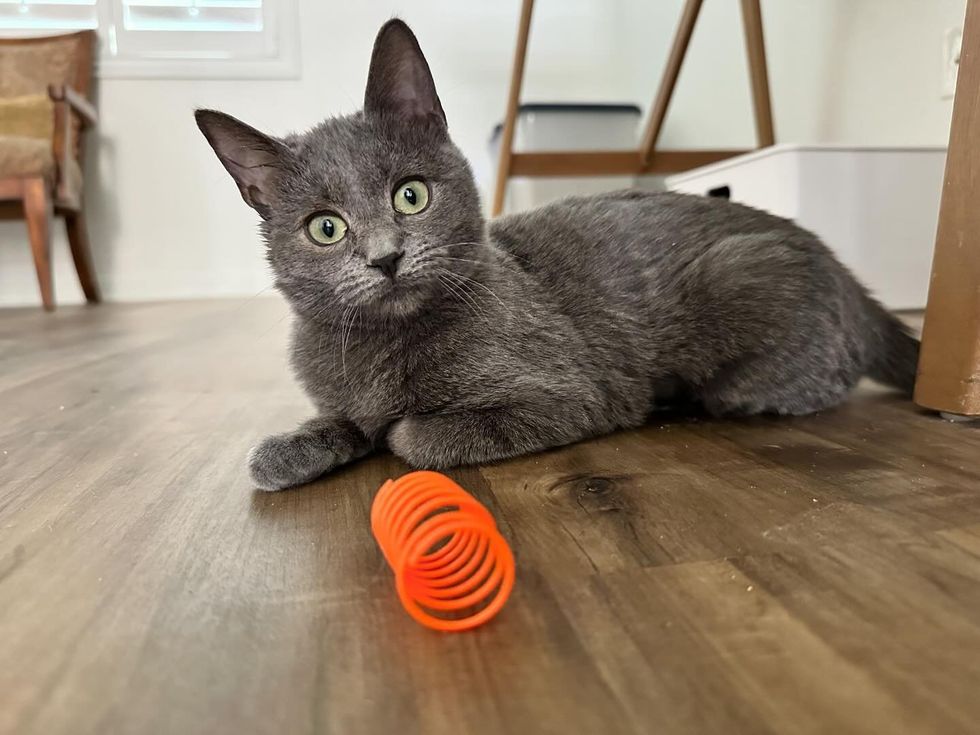 gray kitten cute toy
