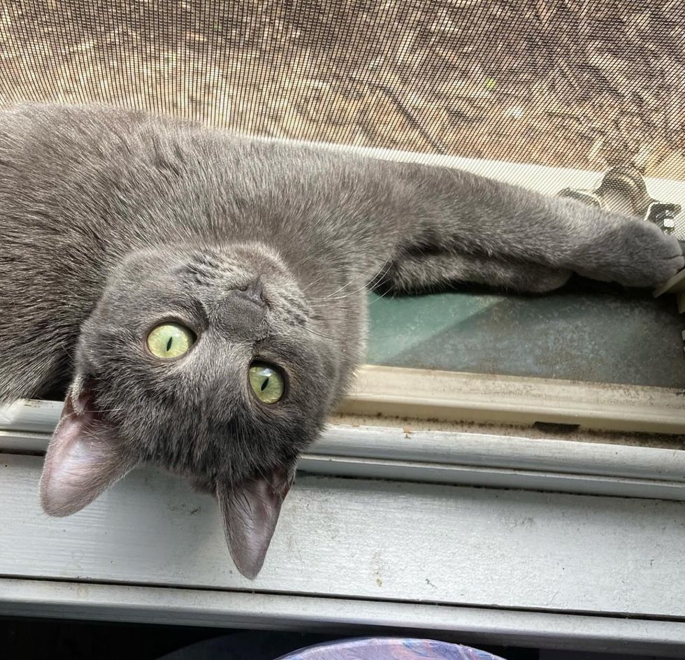 kitten caput  tilt window