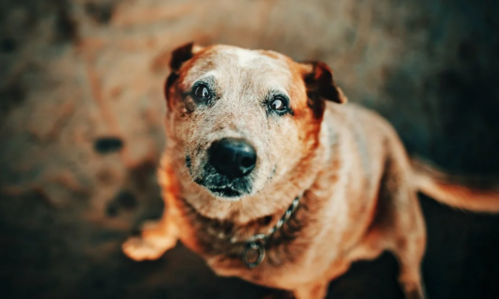 Woman adopts a blind senior dog and spoils him for 28 days before putting him to sleep