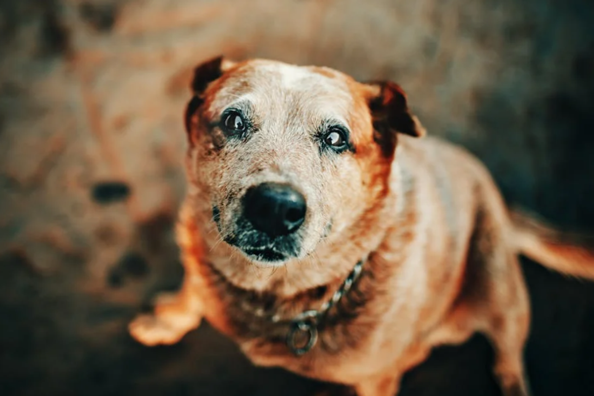 dog, senior dog, blind dog